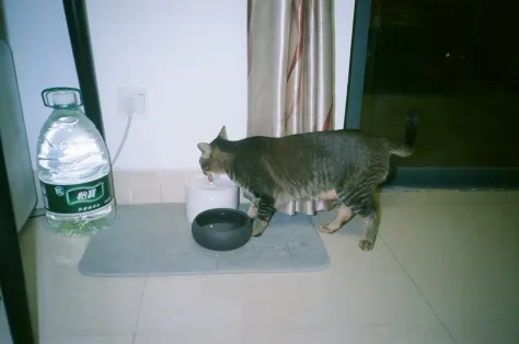 Photo of a similar item: Veken 95 oz Cat Water Fountain