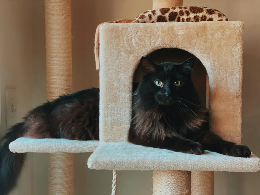 Photo of a similar item: YUNIQUE 39 in Cat Tree with Condo and Hammock, Beige