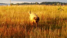 Photo of a similar item: Goodbye, Friend: Healing Wisdom for Anyone Who Has Ever Lost a Pet