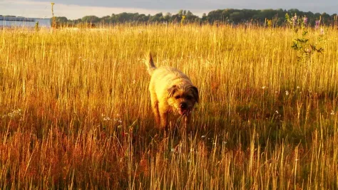 Photo of a similar item: Goodbye, Friend: Healing Wisdom for Anyone Who Has Ever Lost a Pet