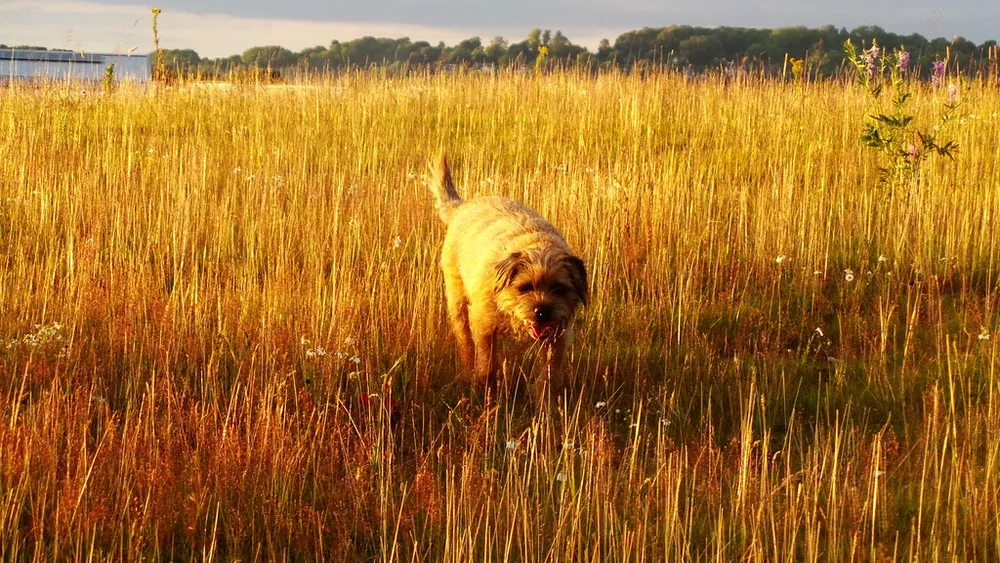 Photo of a similar item: Goodbye, Friend: Healing Wisdom for Anyone Who Has Ever Lost a Pet