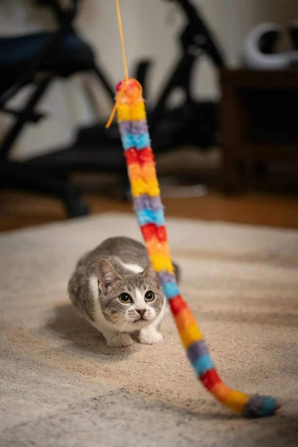 Photo of a similar item: Cat Dancer Cat Charmer Wand Toy