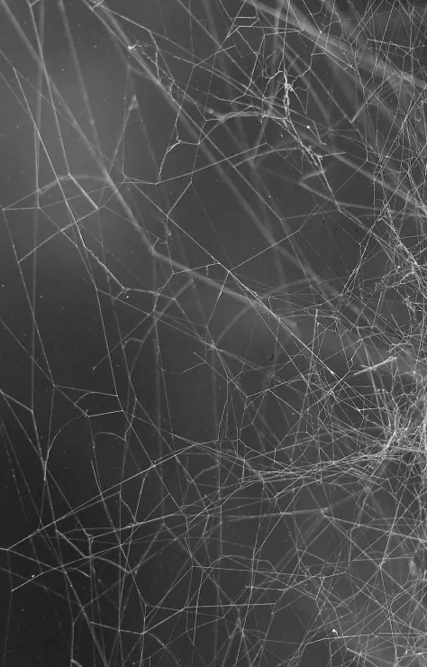 Photo of a similar item: ZPISF Stretch Spider Webs with 30 Spiders, 1,000 sq ft