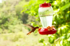 Photo of a similar item: More Birds Red Jewel Glass Hummingbird Feeder, 20 oz