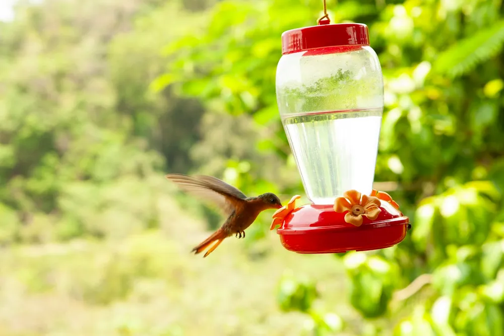 Photo of a similar item: More Birds Red Jewel Glass Hummingbird Feeder, 20 oz