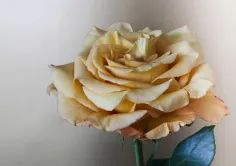 Photo of a similar item: Anthonic 24K Gold-Dipped Real Rose