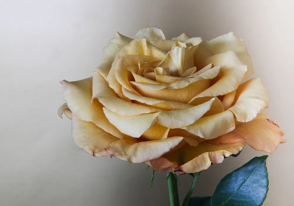 Photo of a similar item: Anthonic 24K Gold-Dipped Real Rose