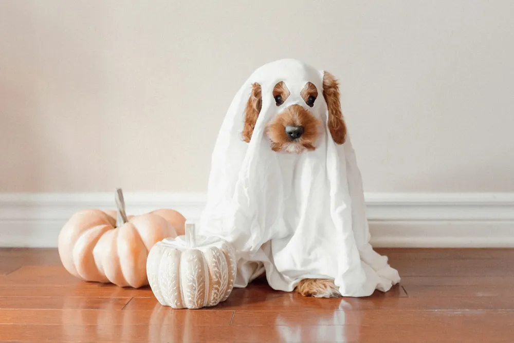 Photo of a similar item: Teeanzo Ghost Dog Costume with Glow Eyes, Medium
