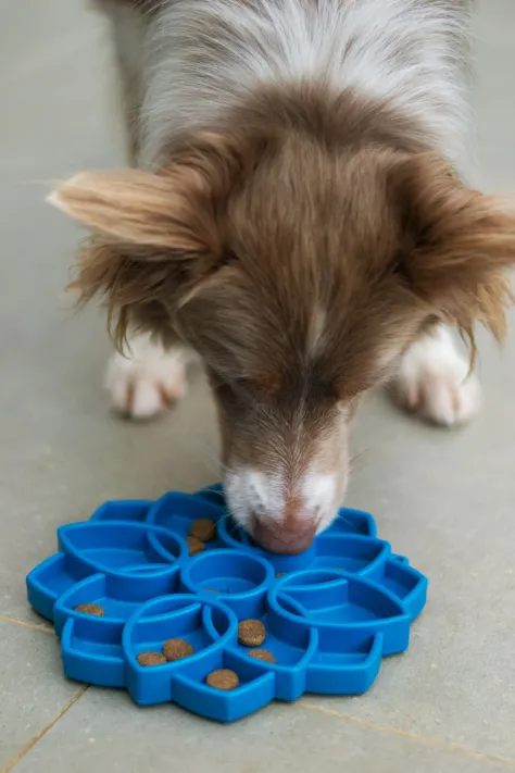 Photo of a similar item: Outward Hound Fun Feeder Slo Bowl, Medium, Blue