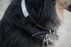 Photo of a similar item: Green Pollywog Pet Memorial Shadow Box for a Photo, Tag and Collar