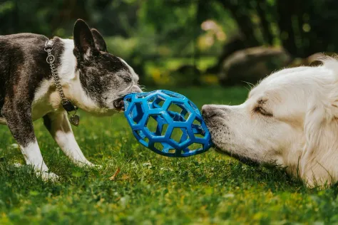 Photo of a similar item: JW Pet Hol-ee Roller Puzzle Ball, 5.5 in, Blue