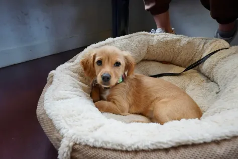 Photo of a similar item: Best Friends by Sheri Calming Donut Dog Bed, Oyster, 30 in