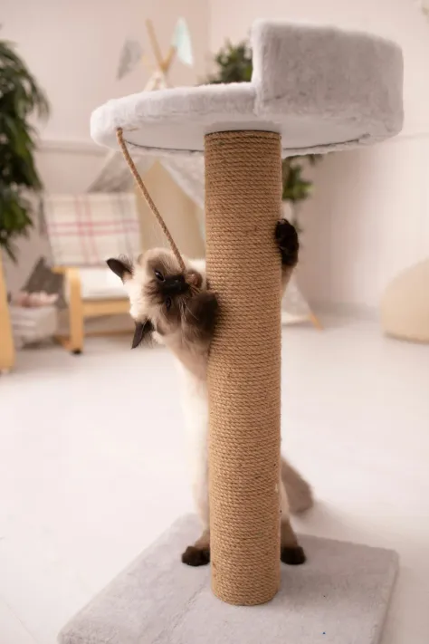 Photo of a similar item: SmartCat Ultimate Scratching Post, 32 in